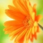 Бесплатная картинка для аватарки из категории Цветы #699