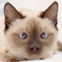Бесплатная картинка для аватарки из категории Коты и кошки #3431