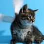 Оригинальная картинка для аватарки из категории Коты и кошки #3476
