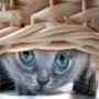 Гарна картинка для аватарки из категории Коти та кішки #3480