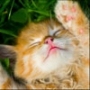 Бесплатная картинка для аватарки из категории Коты и кошки #3487