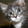 Прикольная картинка для аватарки из категории Коты и кошки #3489