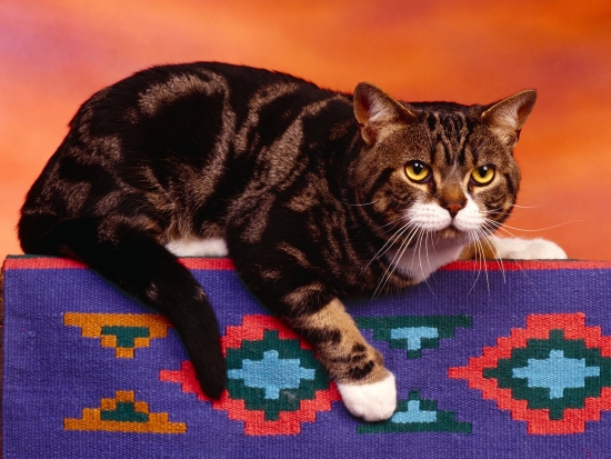 Коти