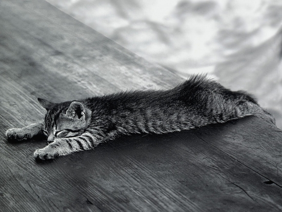 Коты