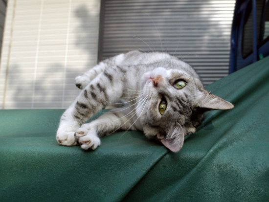 Коти