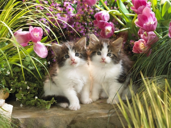 Коти