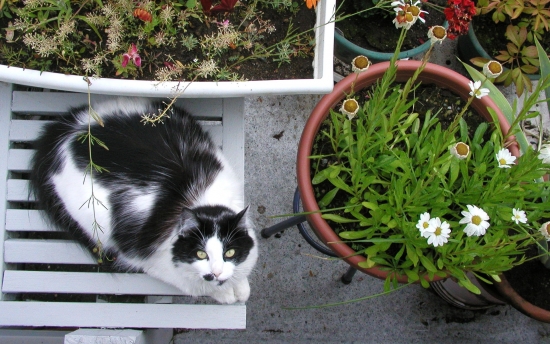 Коты