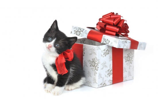 Коти