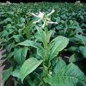 Растения табака