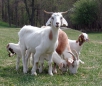 Что любят козы