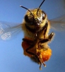 Технология содержания пчёл