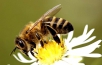 Пчеловод делится опытом (3 часть)