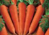 Керосин —  помощник моркови
