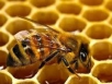 Пчеловод делится опытом (1 часть)