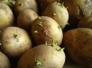 Способы проращивания картофеля